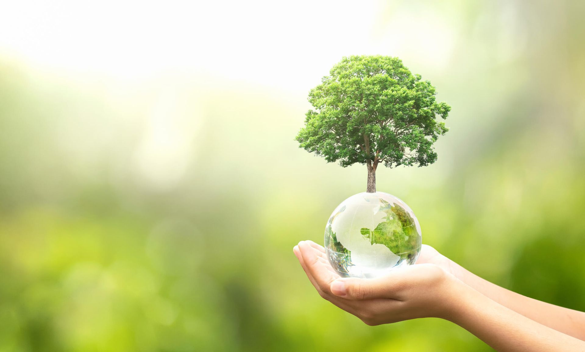 Expert tree maintenance by SYS Enterprises in Charlestown Indiana helps prevent damage to buildings, fences, and other property.