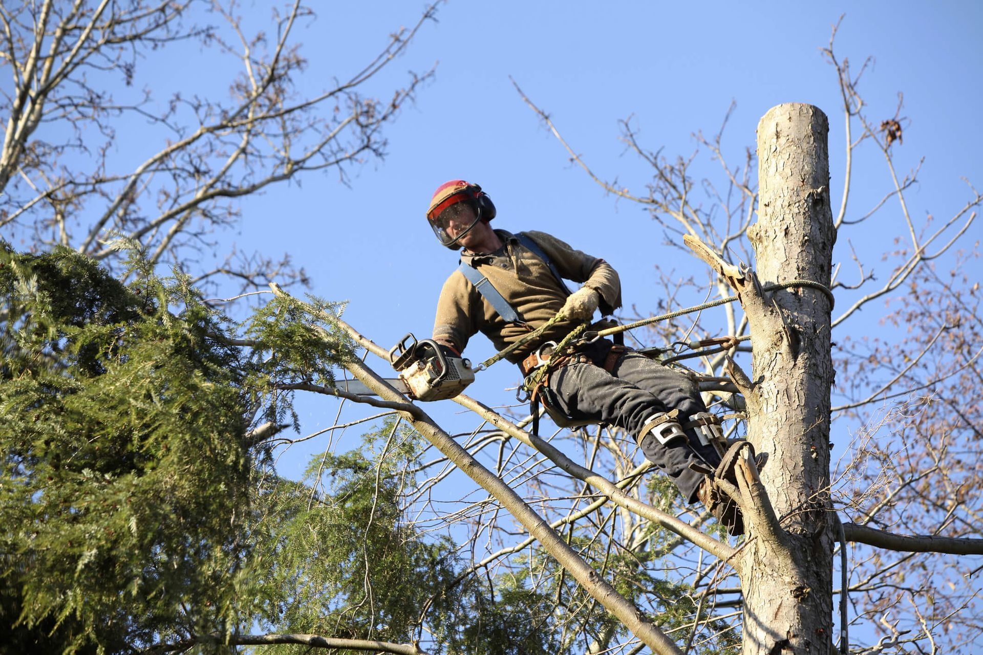 How to Prepare Your Yard for Tree Removal