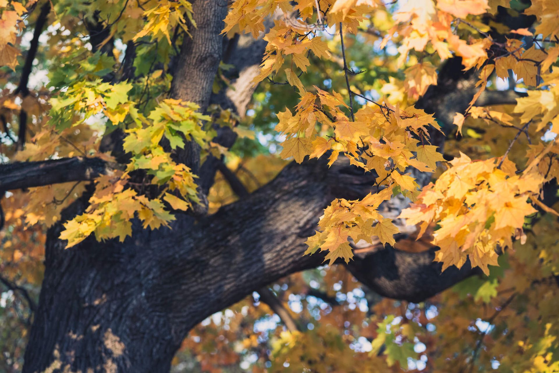 Learn how SYS Enterprises helps homeowners in Charlestown Indiana prune maple trees at the right time using expert tools and methods Maple tree pruning in Charlestown Indiana guided by SYS Enterprises using proper tools and seasonal techniques in 2026