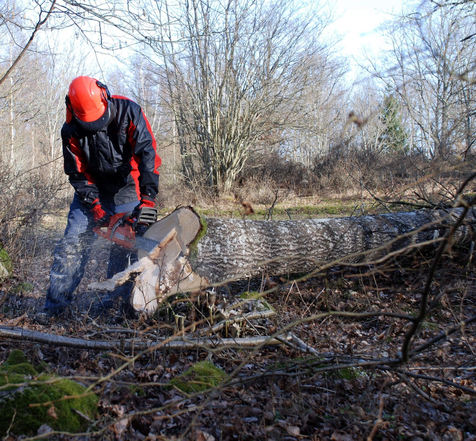 Removing a Dead Tree