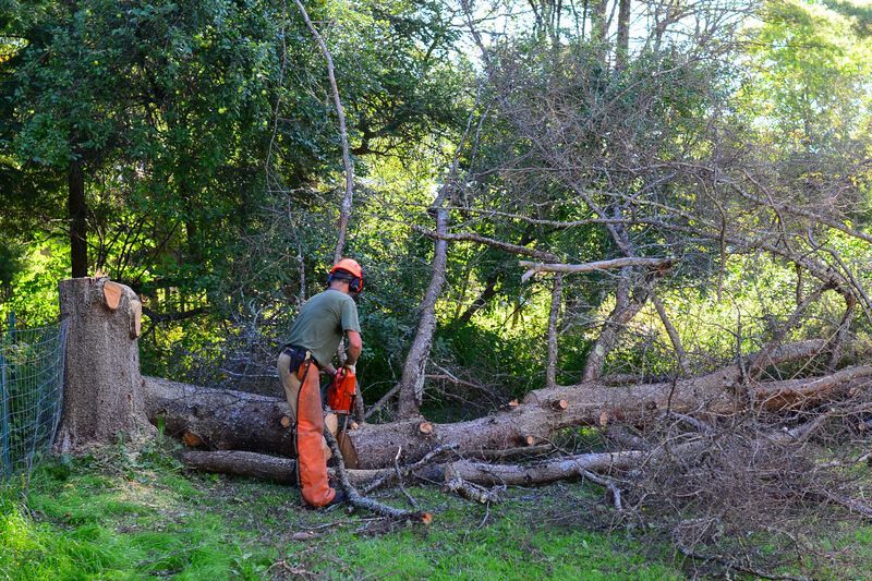 Professional tree removal by SYS Enterprises in Charlestown Indiana ensures safety using expert tools and methods.