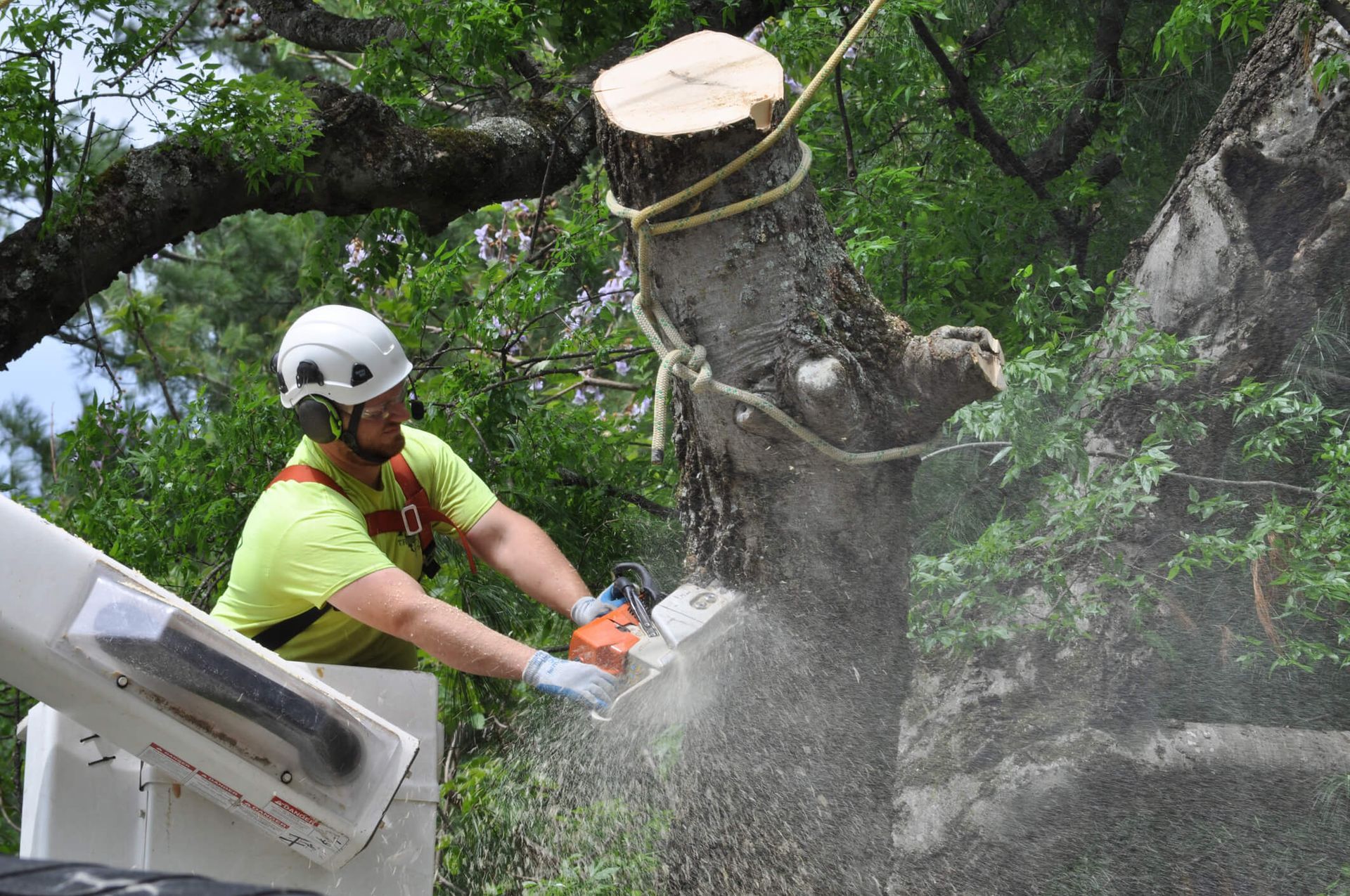 When Should You Remove a Hollow Tree?
