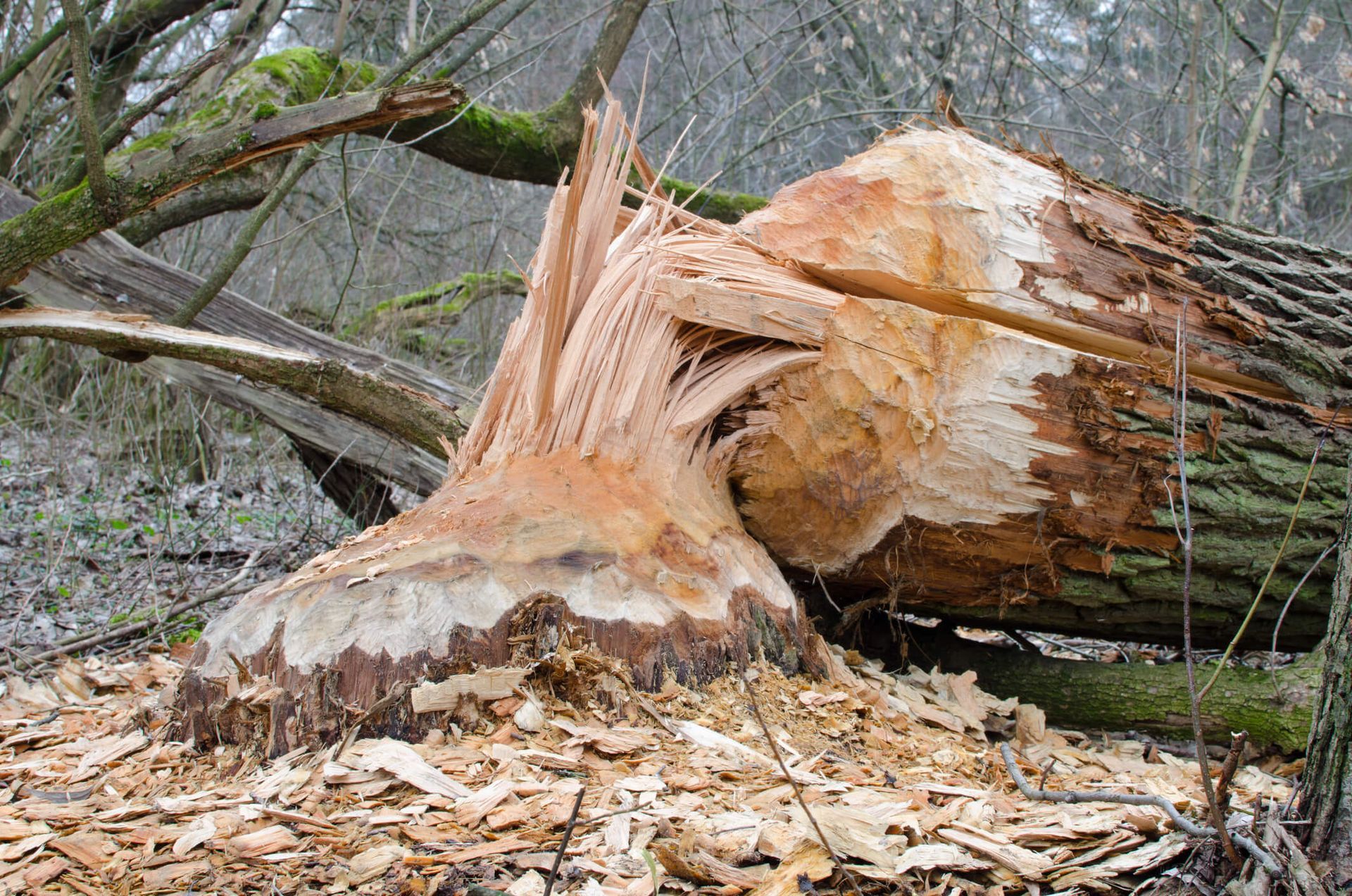 SYS Enterprises team assessing a tree in Charlestown, Indiana, showing signs of damage or instability that require emergency removal to prevent further risks.