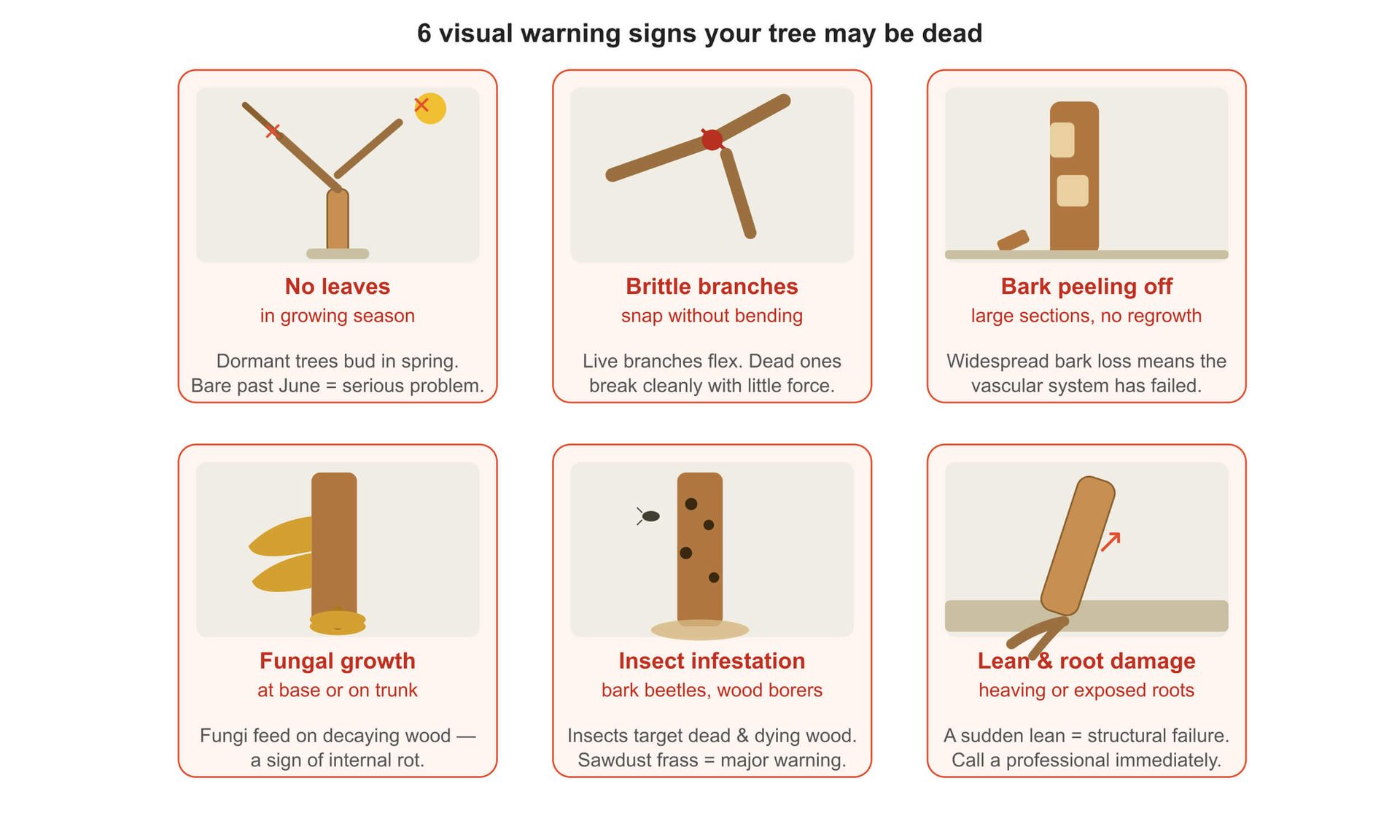 7 visual warning signs your tree may be dead