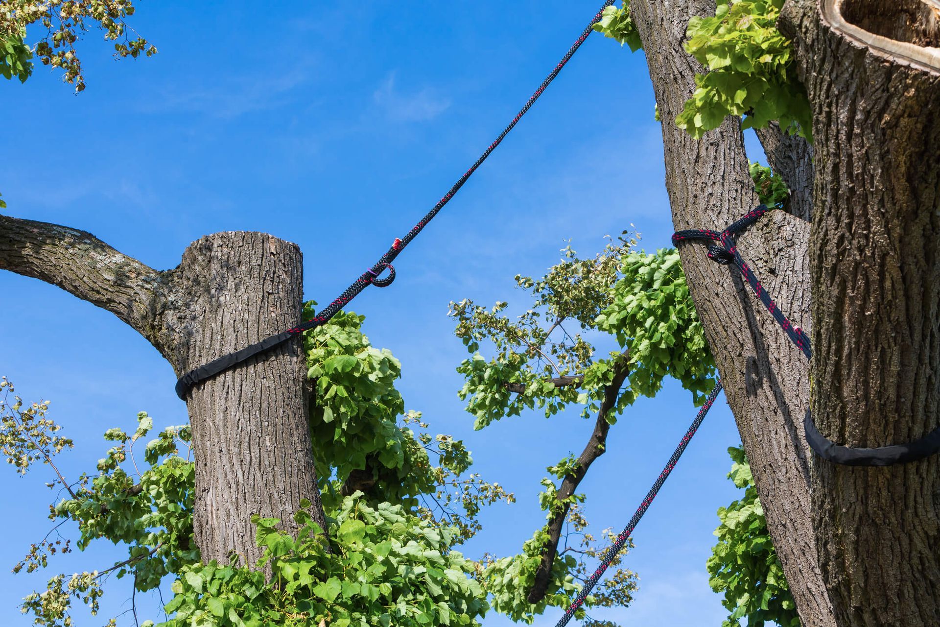 The Dangers of DIY Tree Removal and Why You Should Call the Professionals with SYS Enterprises in Charlestown Indiana ensuring safe and efficient tree removal.