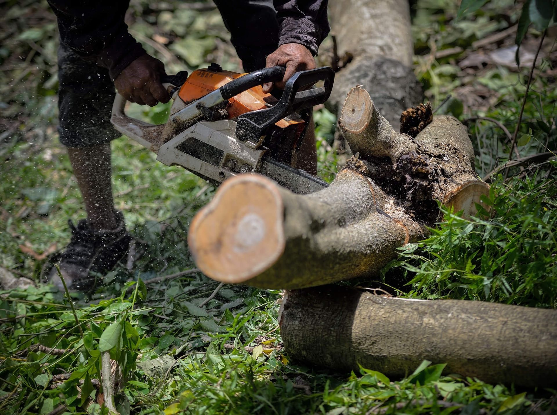 SYS Enterprises Charlestown IN warns delaying tree removal risks damage safety hazards and rising pr