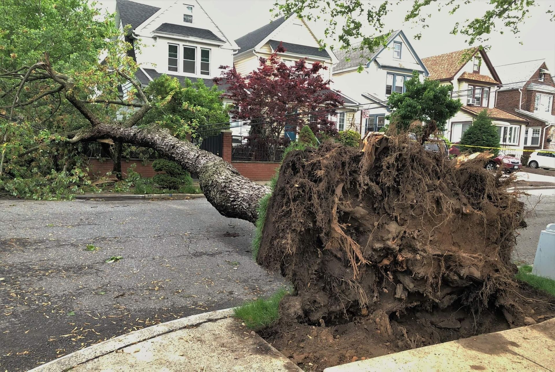 Tree removal costs in Charlestown Indiana explained by SYS Enterprises including height size and specie