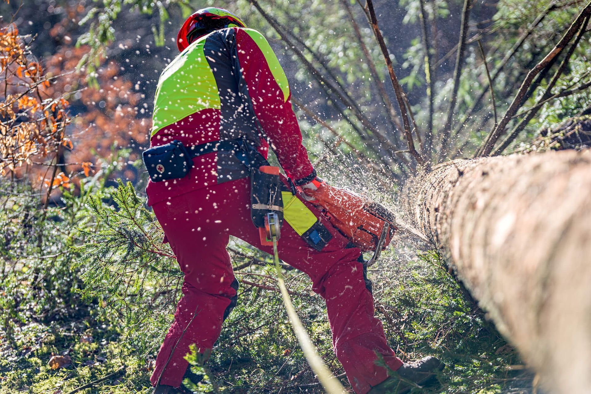 What Happens During Emergency Tree Removal