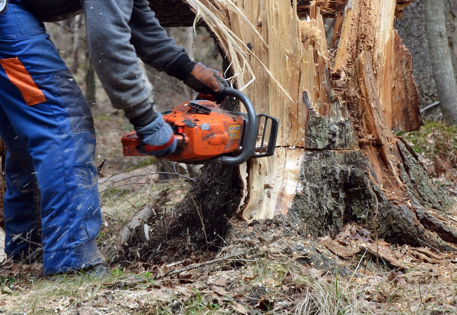 What Happens If You Don't Remove a Dead Tree?