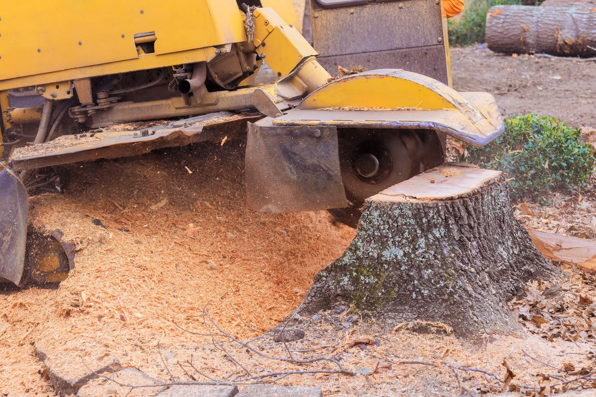What to Do After Stump Grinding