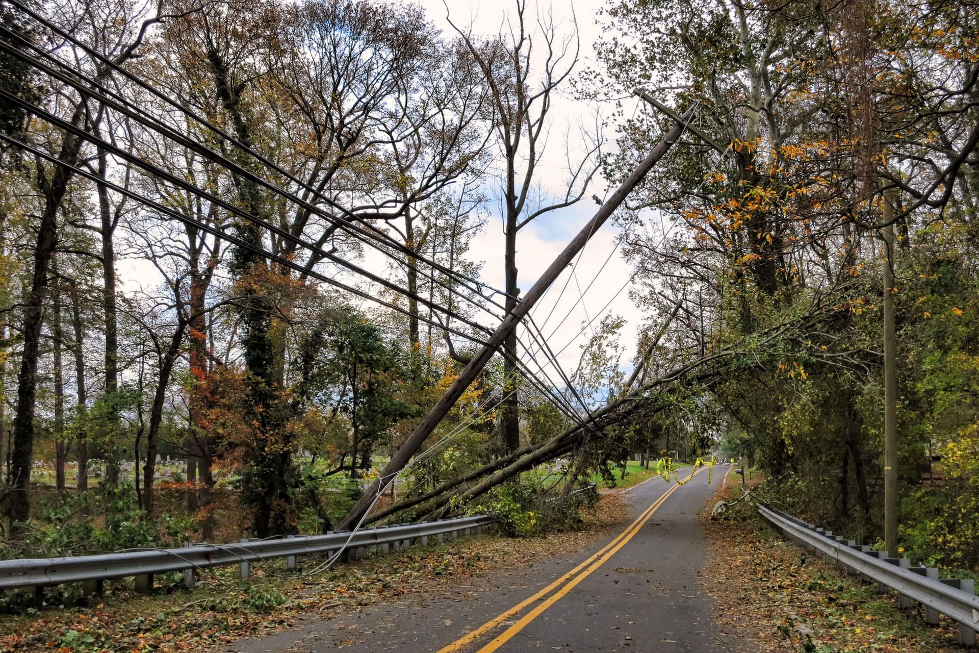 What to Do If a Tree Falls on Power Lines