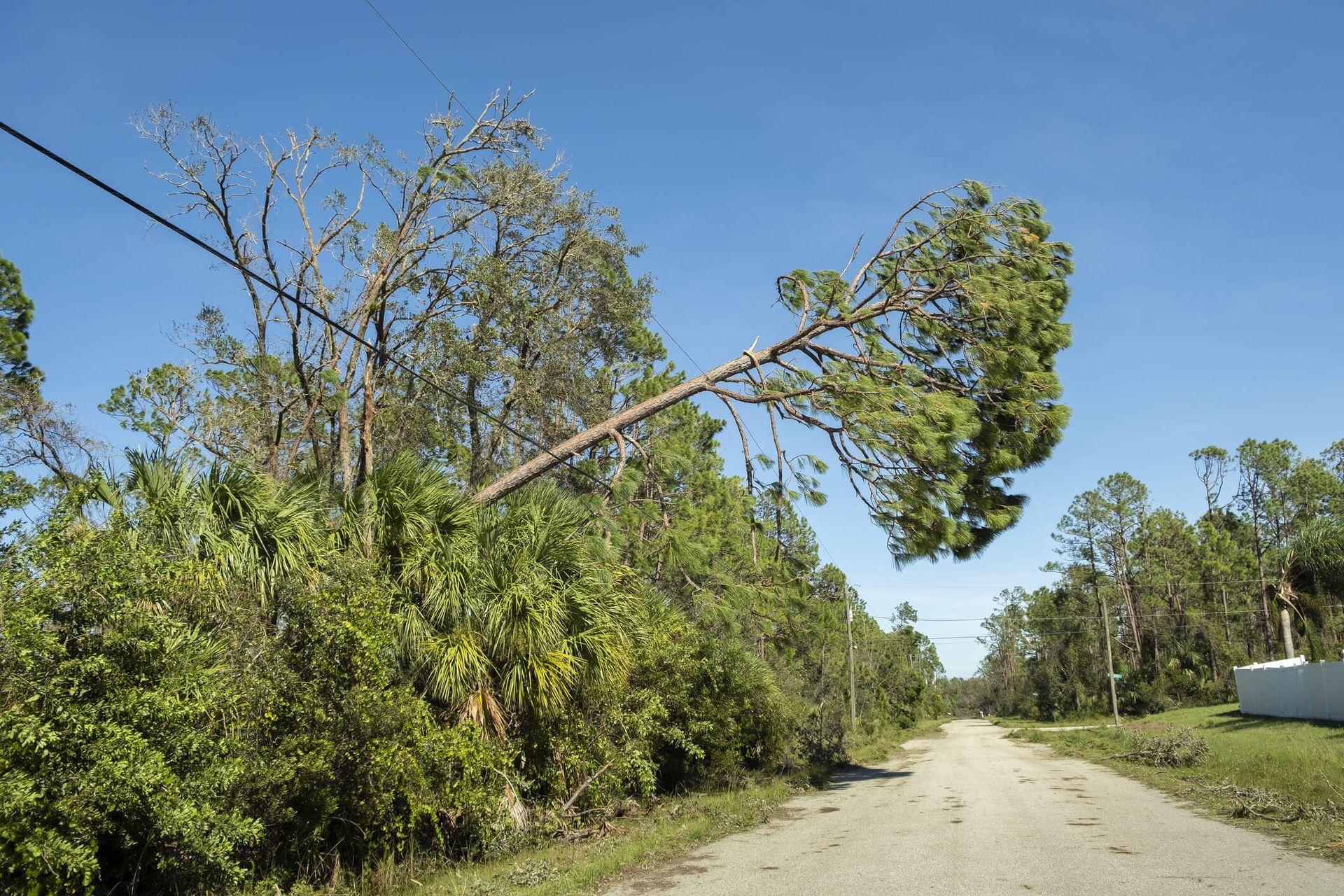What to Do If a Tree Falls on a Power Line