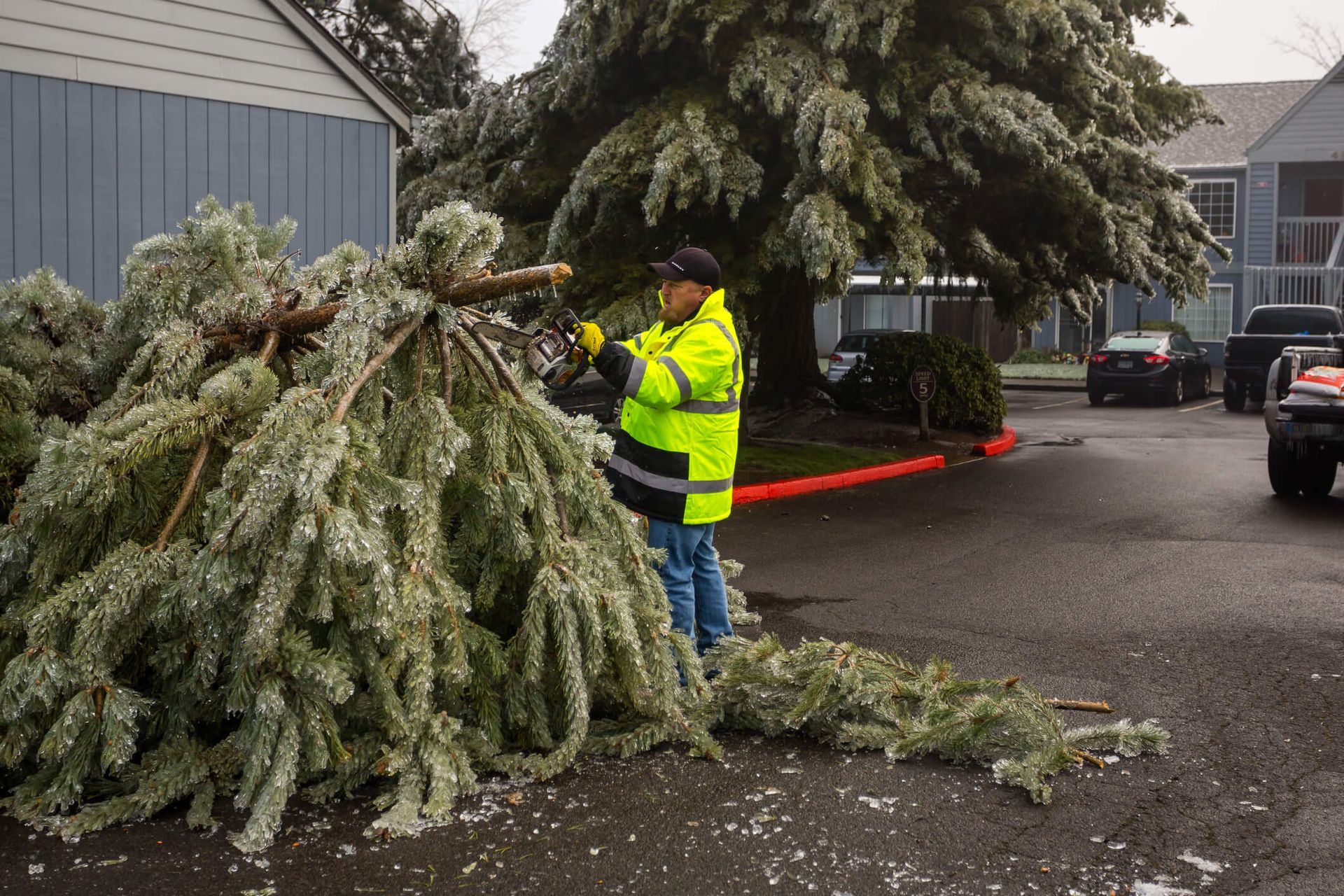 What to Expect During Emergency Tree Removal