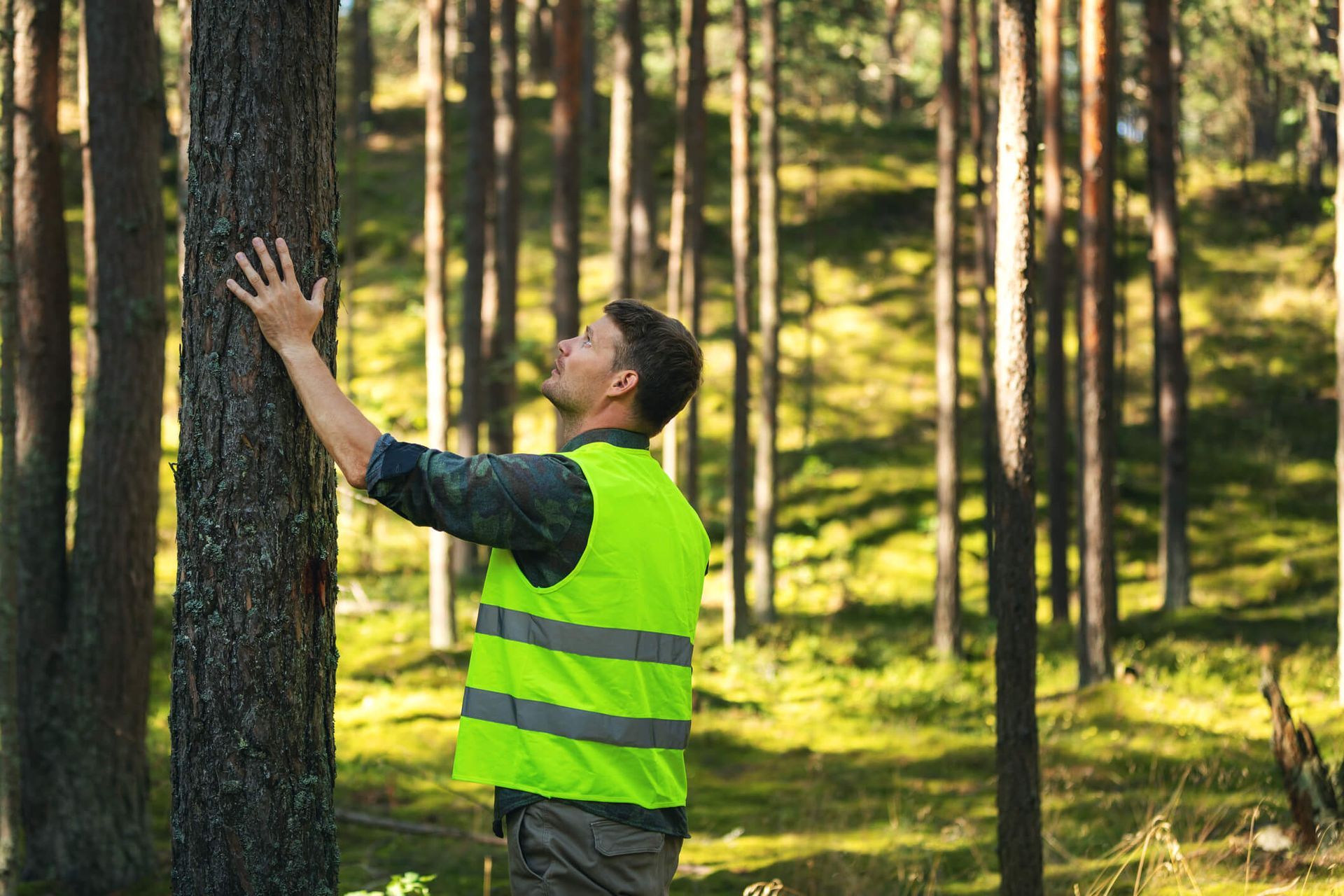 Professional tree removal estimates by SYS Enterprises in Charlestown Indiana ensure safe property care.
