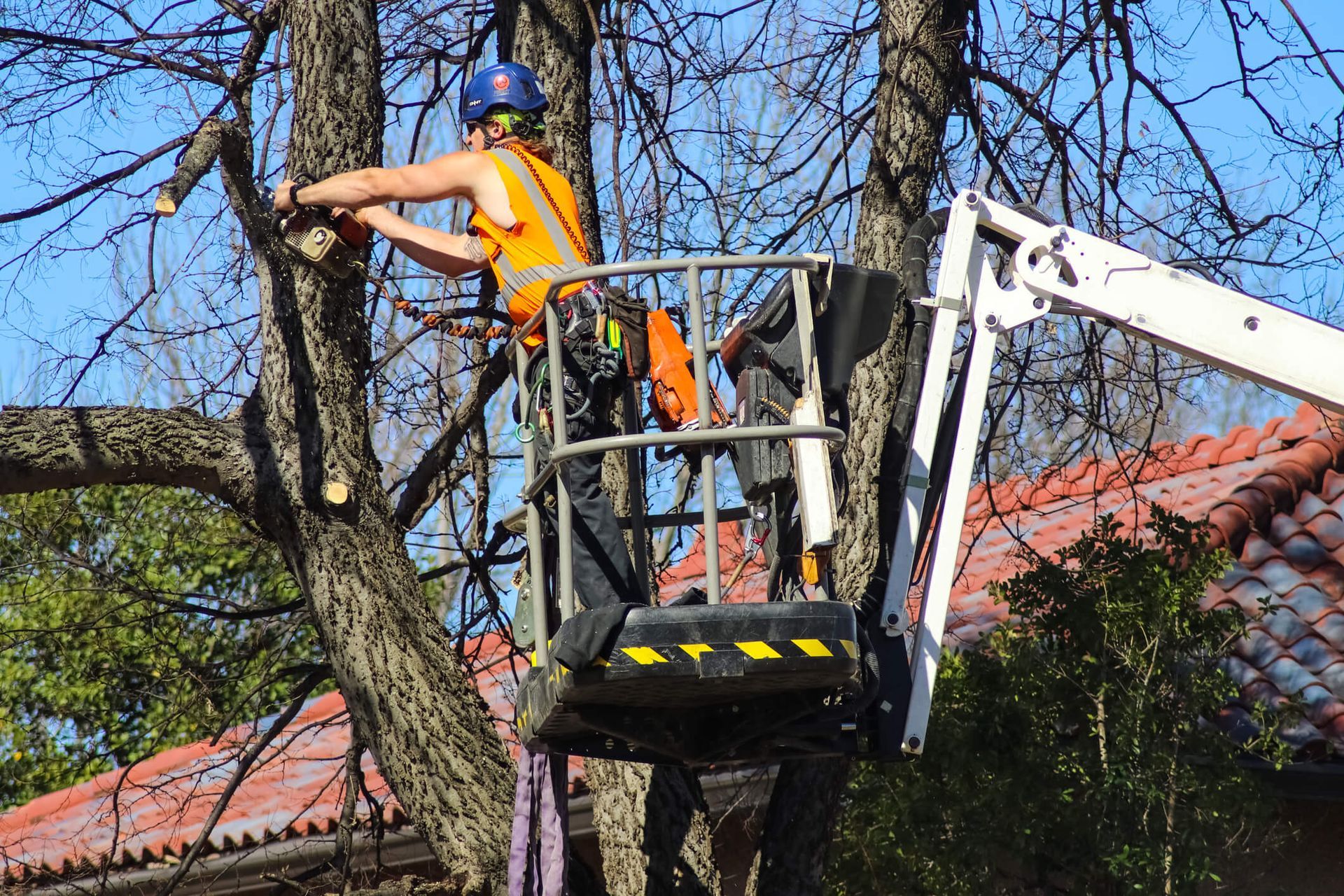When Should You Remove a Hollow Tree?