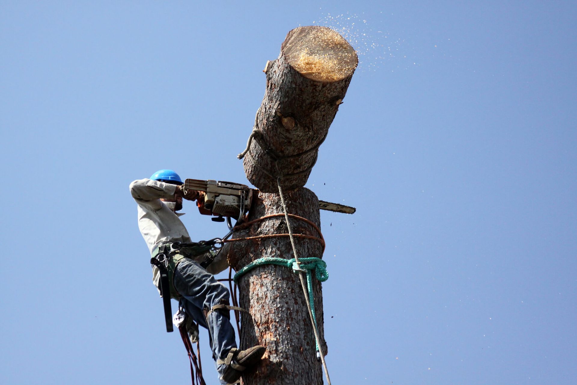 Why Professional Tree Removal Matters