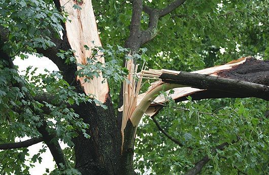 SYS Enterprises providing emergency tree service in Charlestown, Indiana, as a team works to remove a fallen tree after a storm.