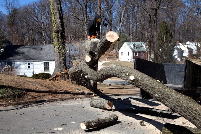 tree service