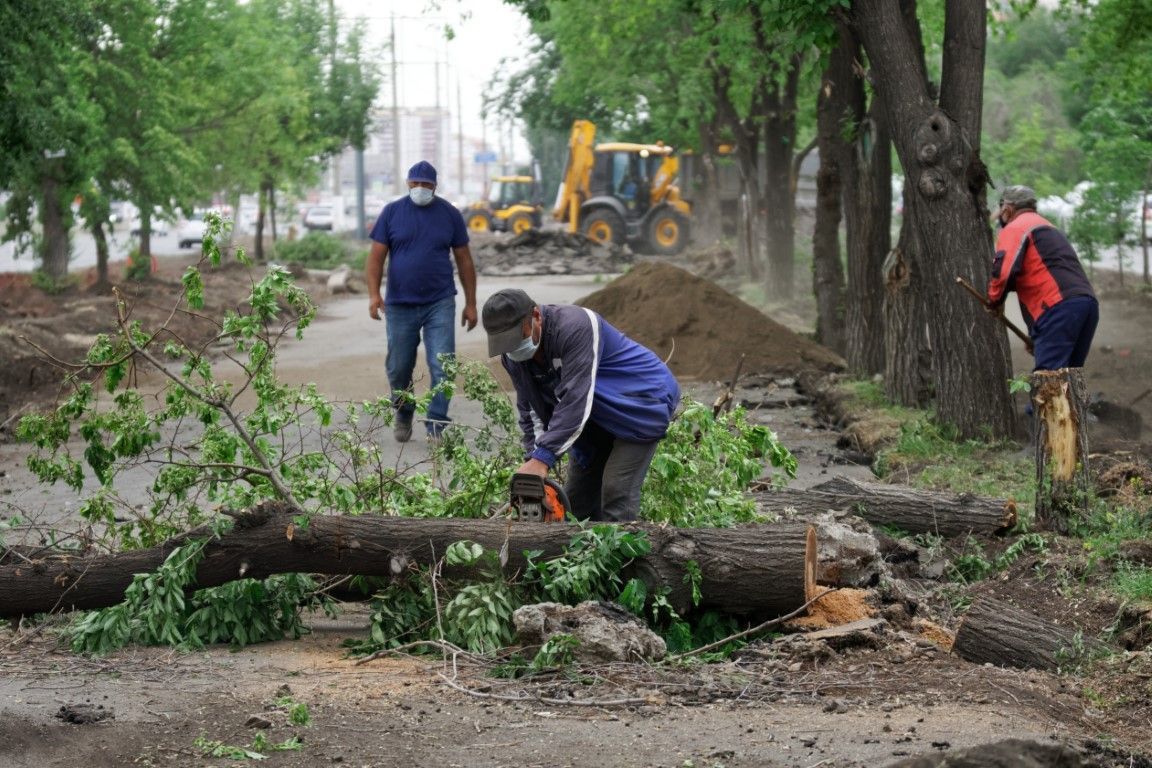 Tree Removal