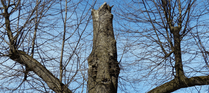 Dying Tree