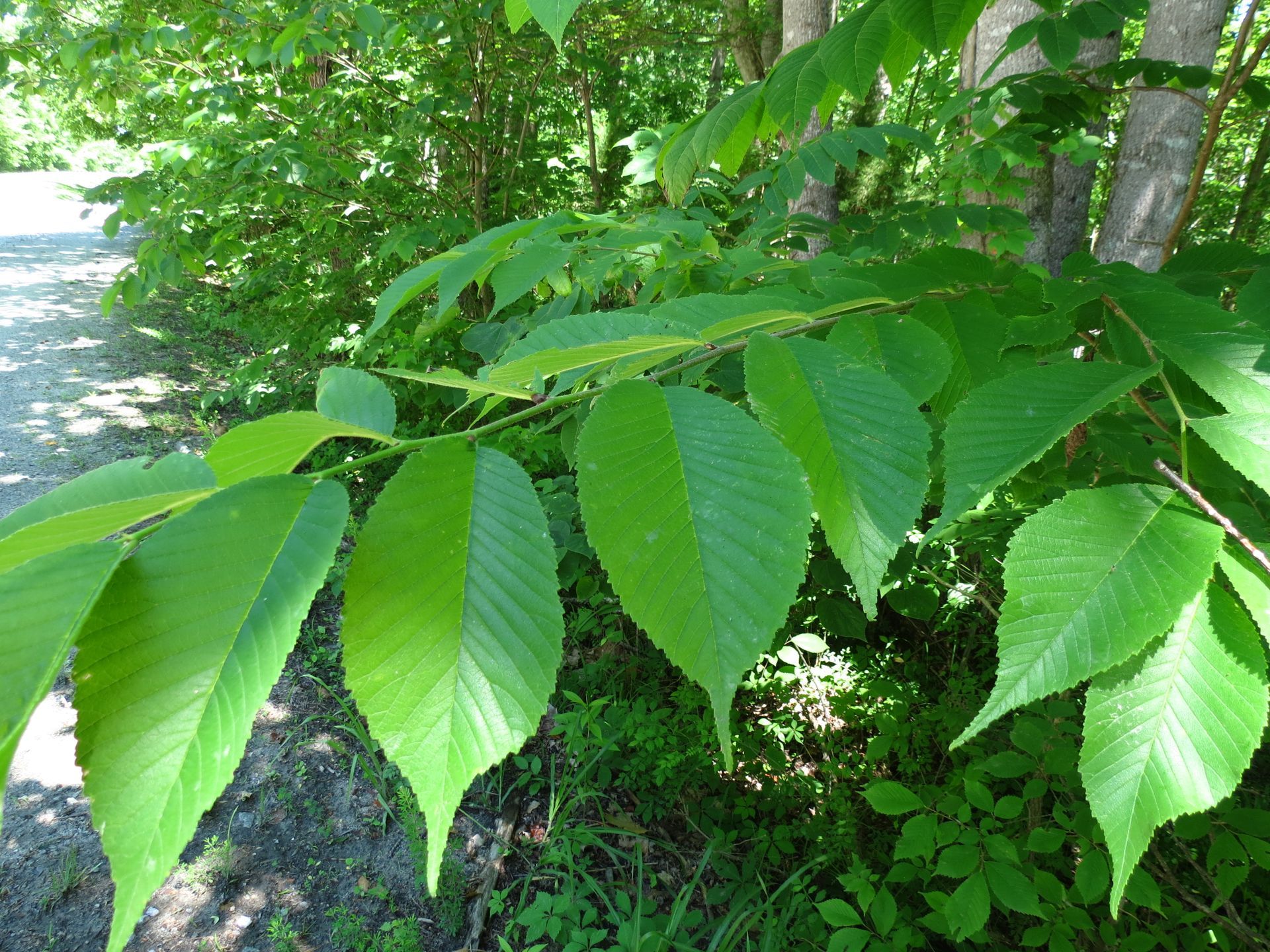Elm Tree