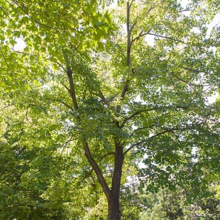 Tree Statute