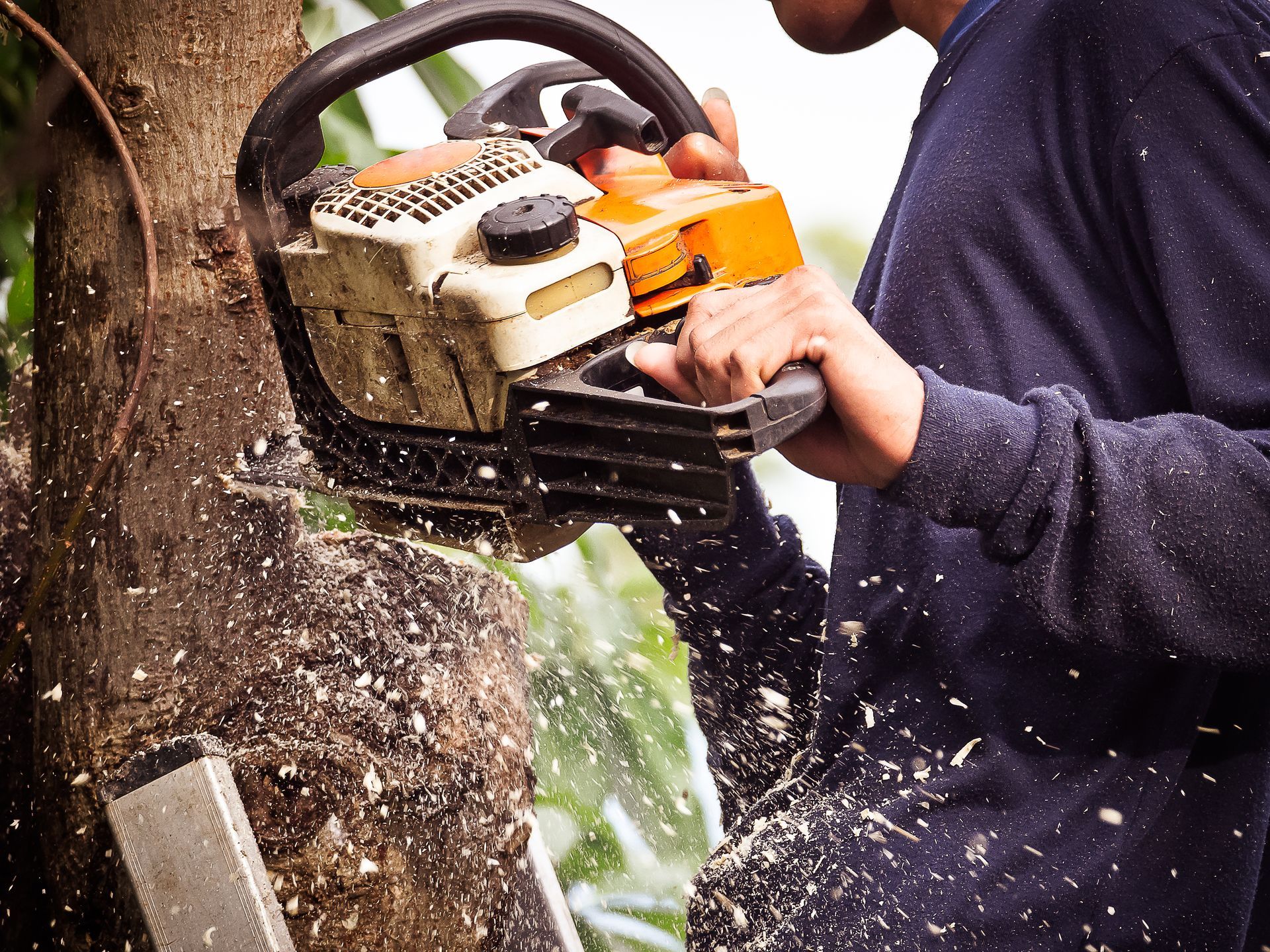 Tree Company Service