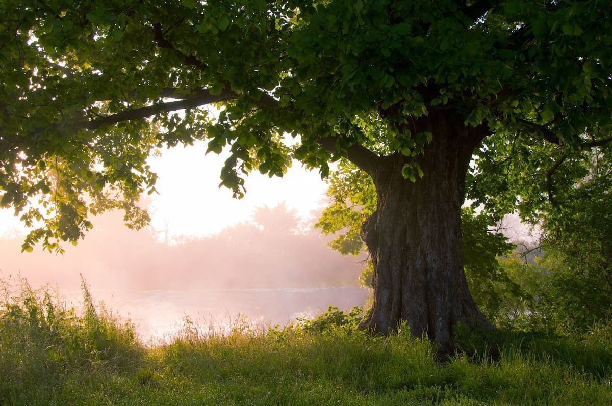a tree in a field with a lake in the background