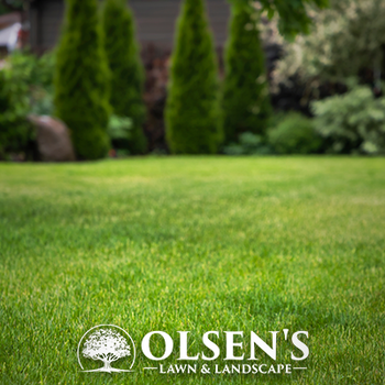 Mulching around the Bushes - Olsens Lawn & Landscaping LLC, Hightstown, NJ 08520, USA