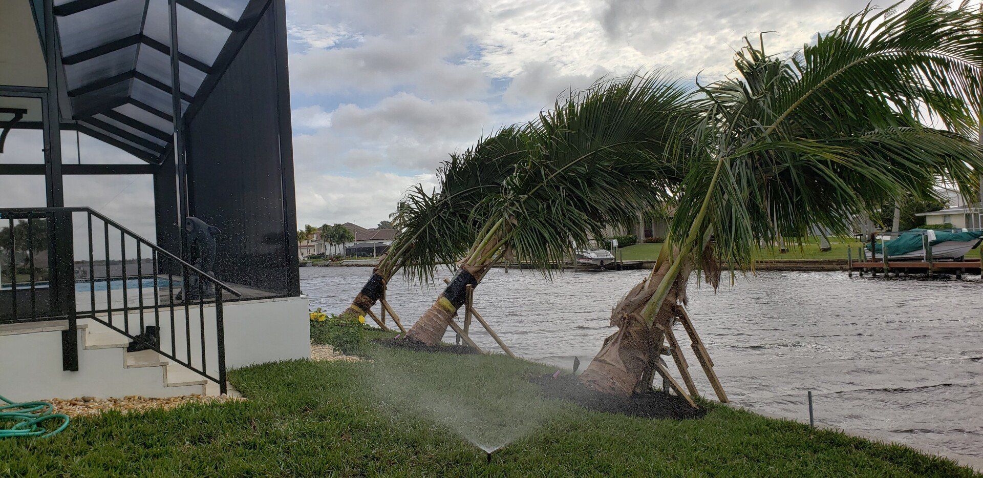 Palm trees bent by wind, supported by braces, near water and house with screen enclosure.