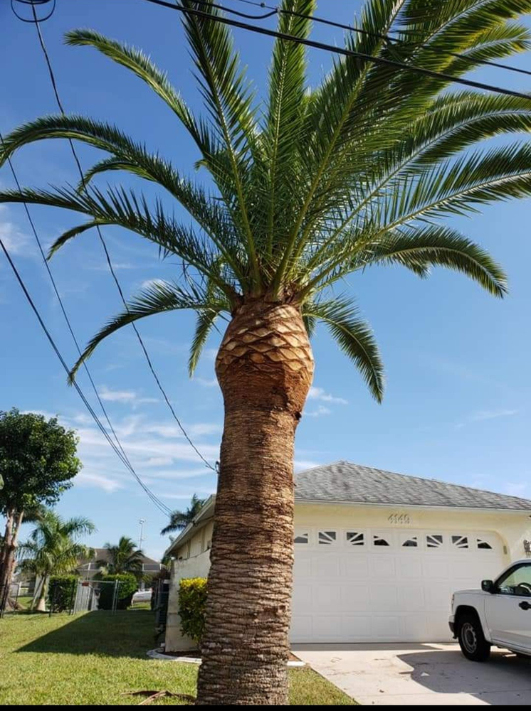 Palm tree in front of a white house with a blue sky.