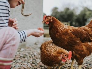 Bambino che dà da mangiare a due polli marroni all'aperto.