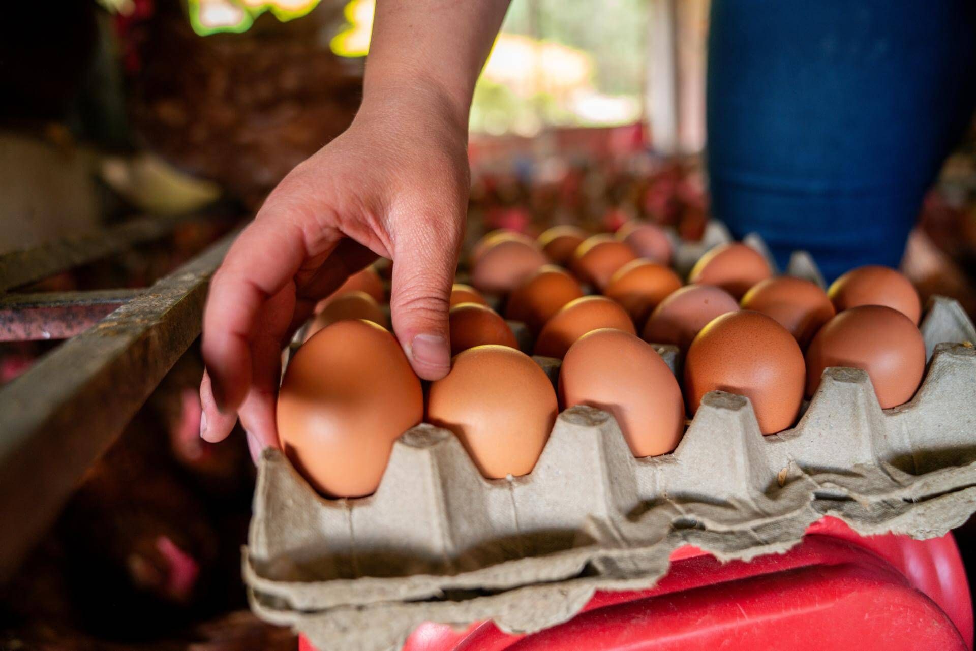 Mano di una persona che prende un uovo marrone da una scatola di cartone piena di altre uova marroni.