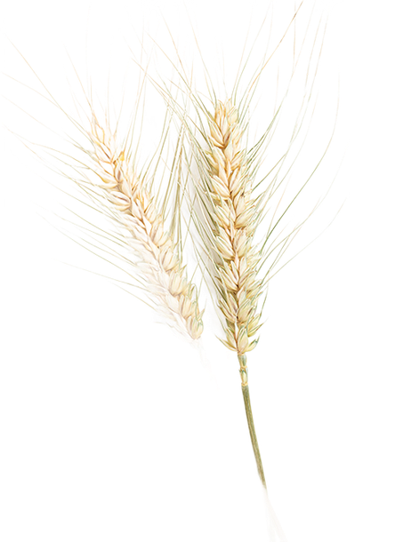 Steli di grano su uno sfondo bianco, giallo pallido, reste sottili.