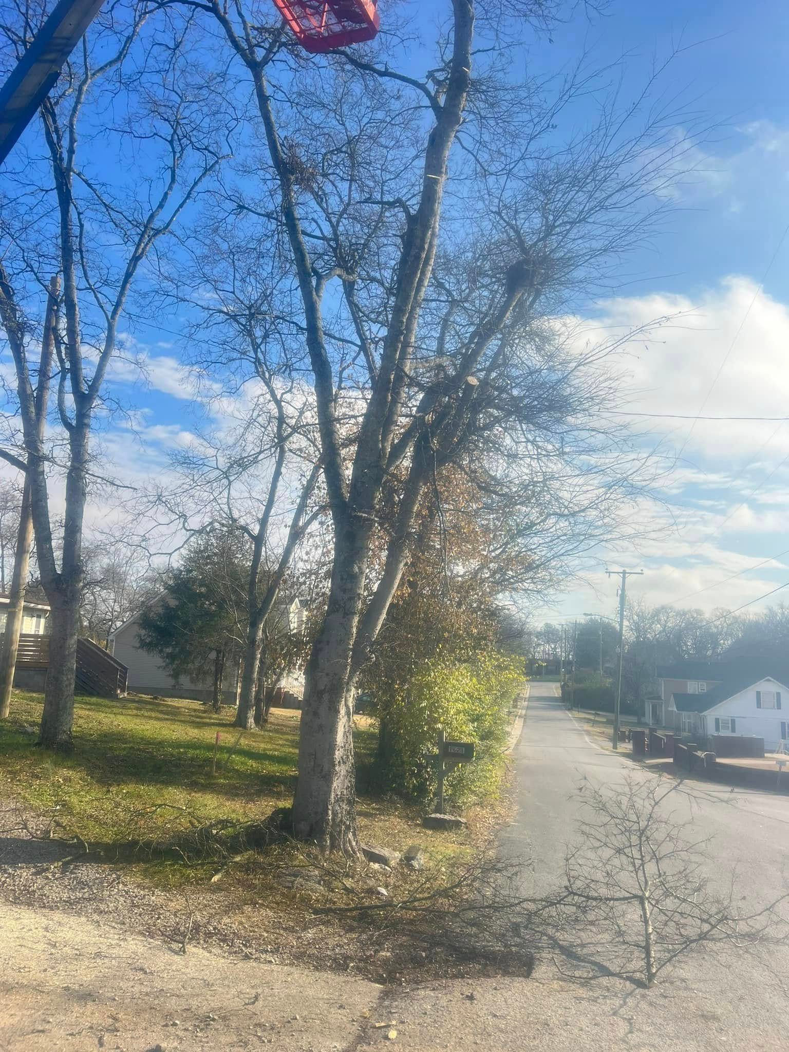 Tree-lined suburban street with blue sky, sunlit grass, and houses in the distance.