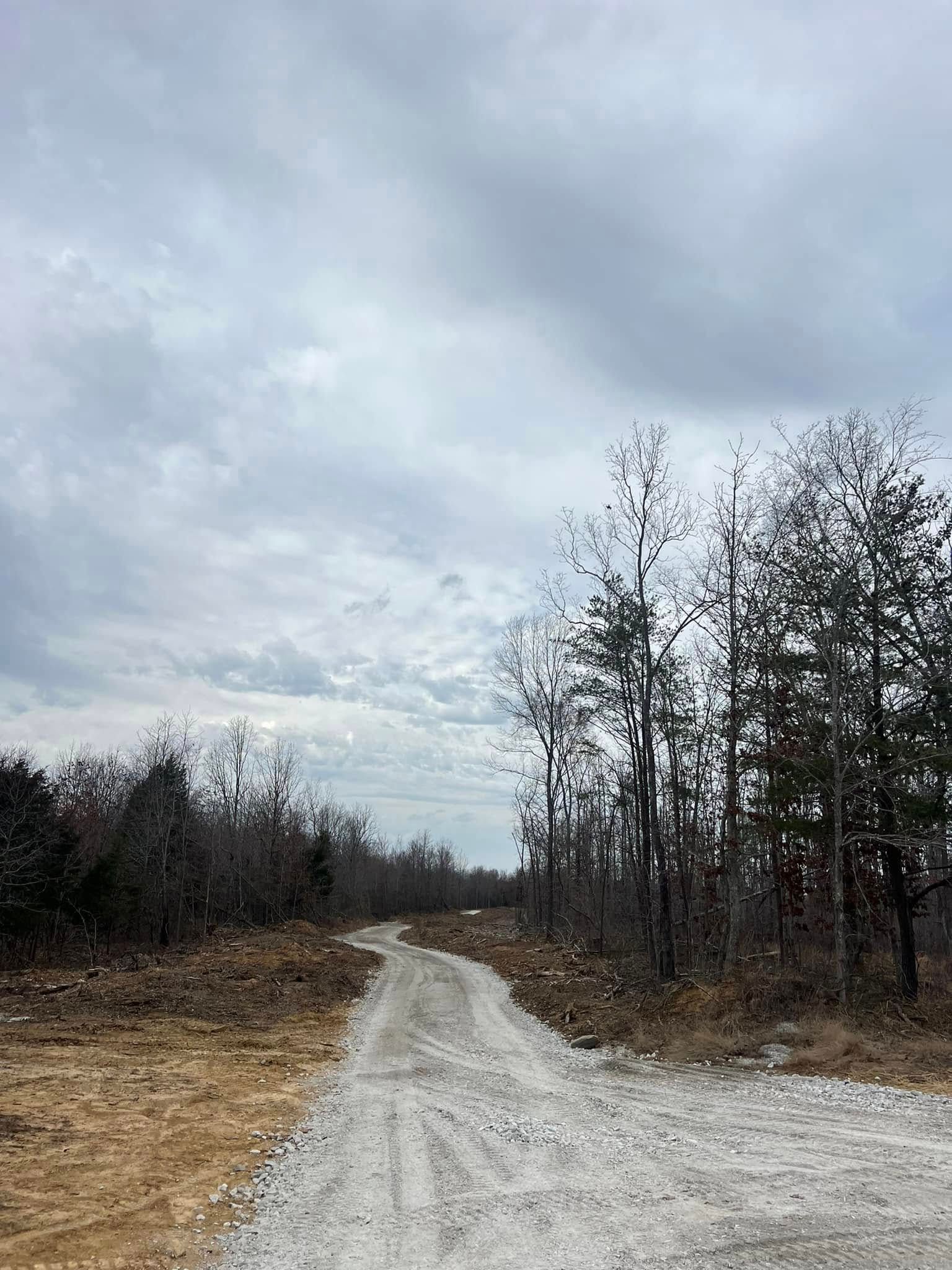 Gravel road leading through a bare forest under a cloudy sky