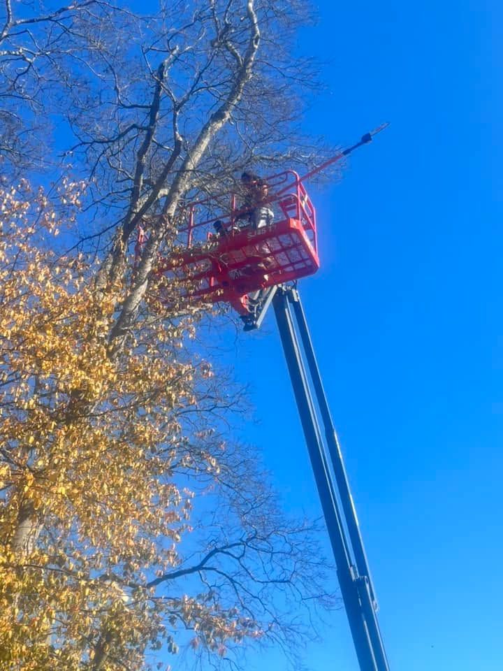 A worker in a red cherry picker trims tree branches against a blue sky in autumn.