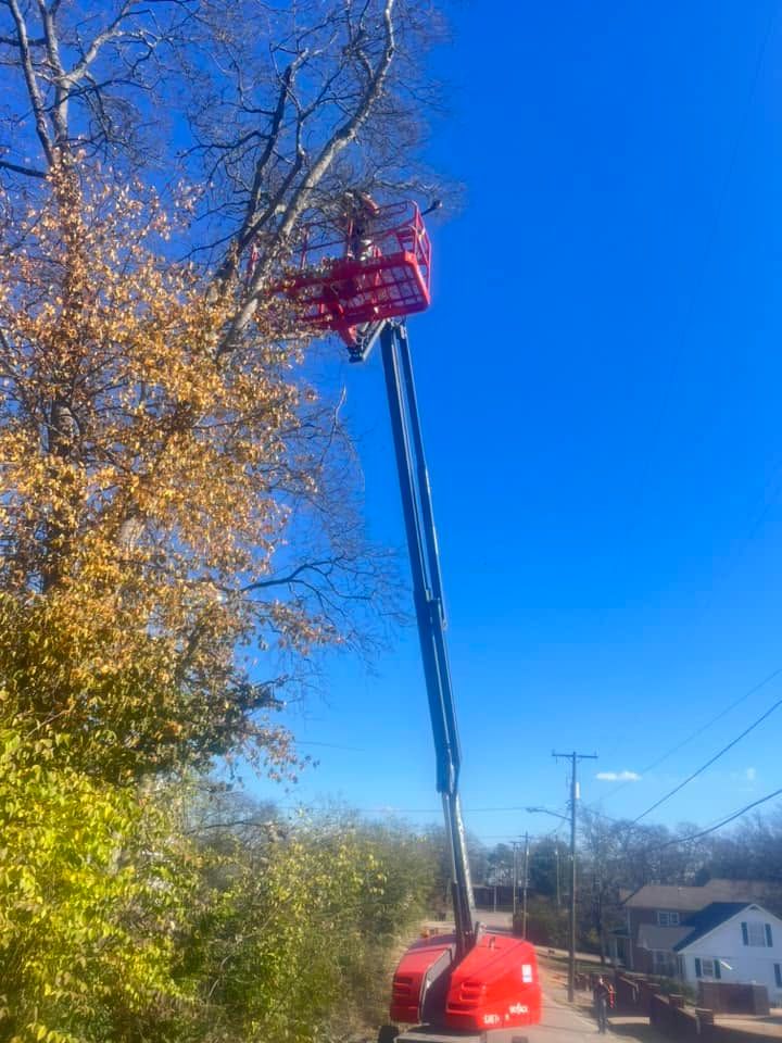 Cherry picker lifting a worker near a tree against a bright blue sky