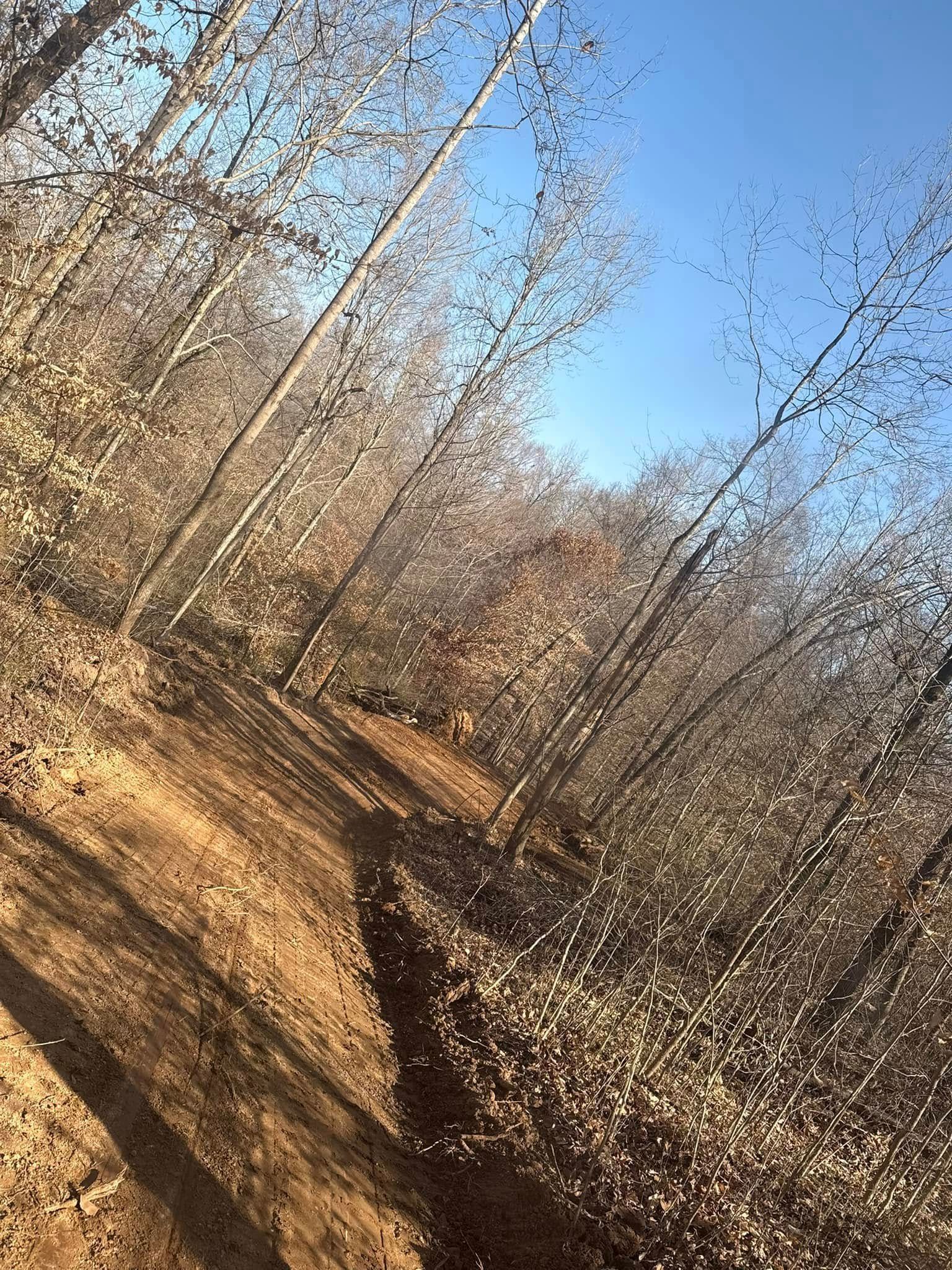 Leaf-covered forest trail with bare trees under a clear blue sky, viewed at a slight tilt