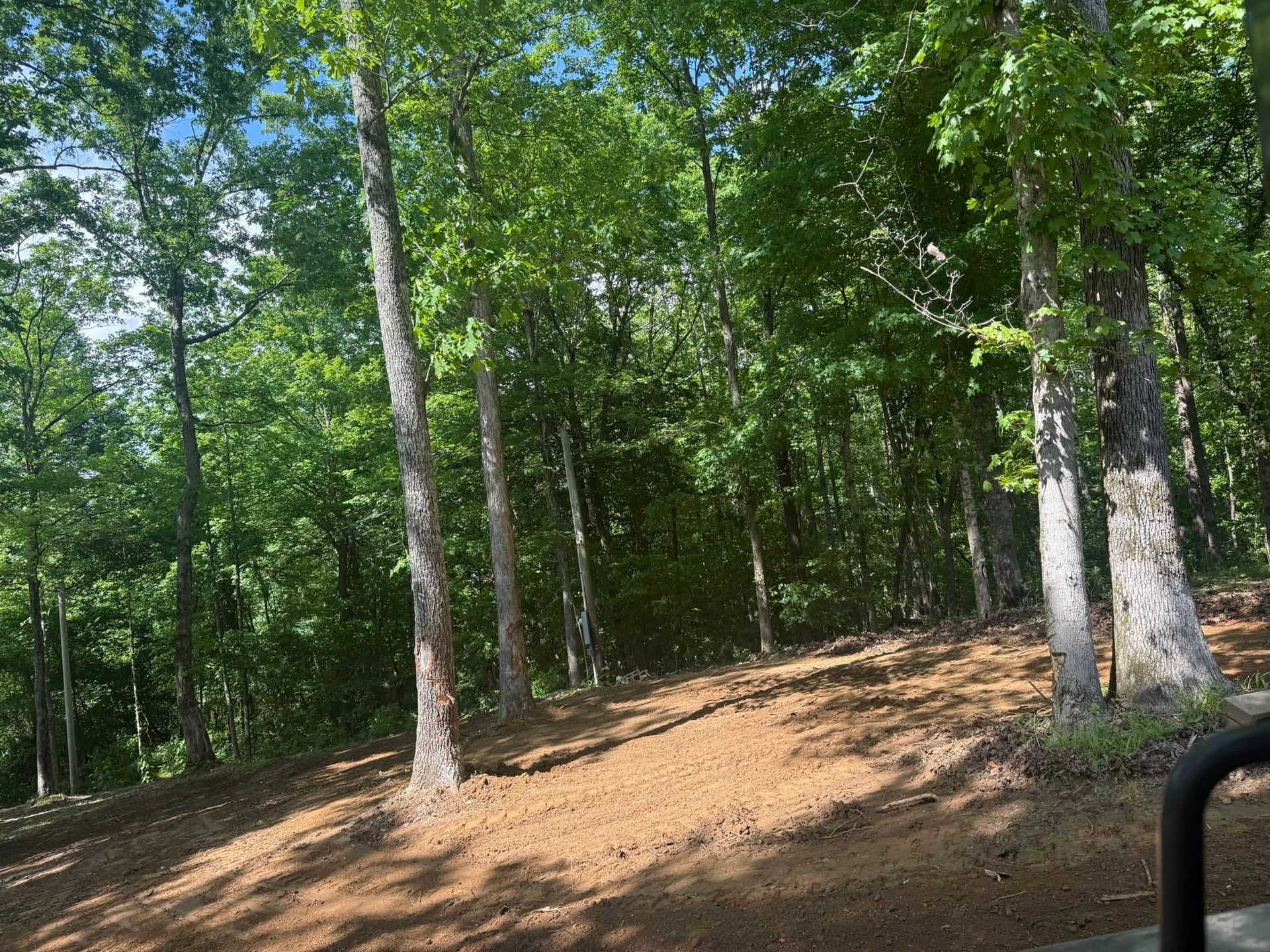 Wooded hillside with tall green trees and a dirt path in sunlight