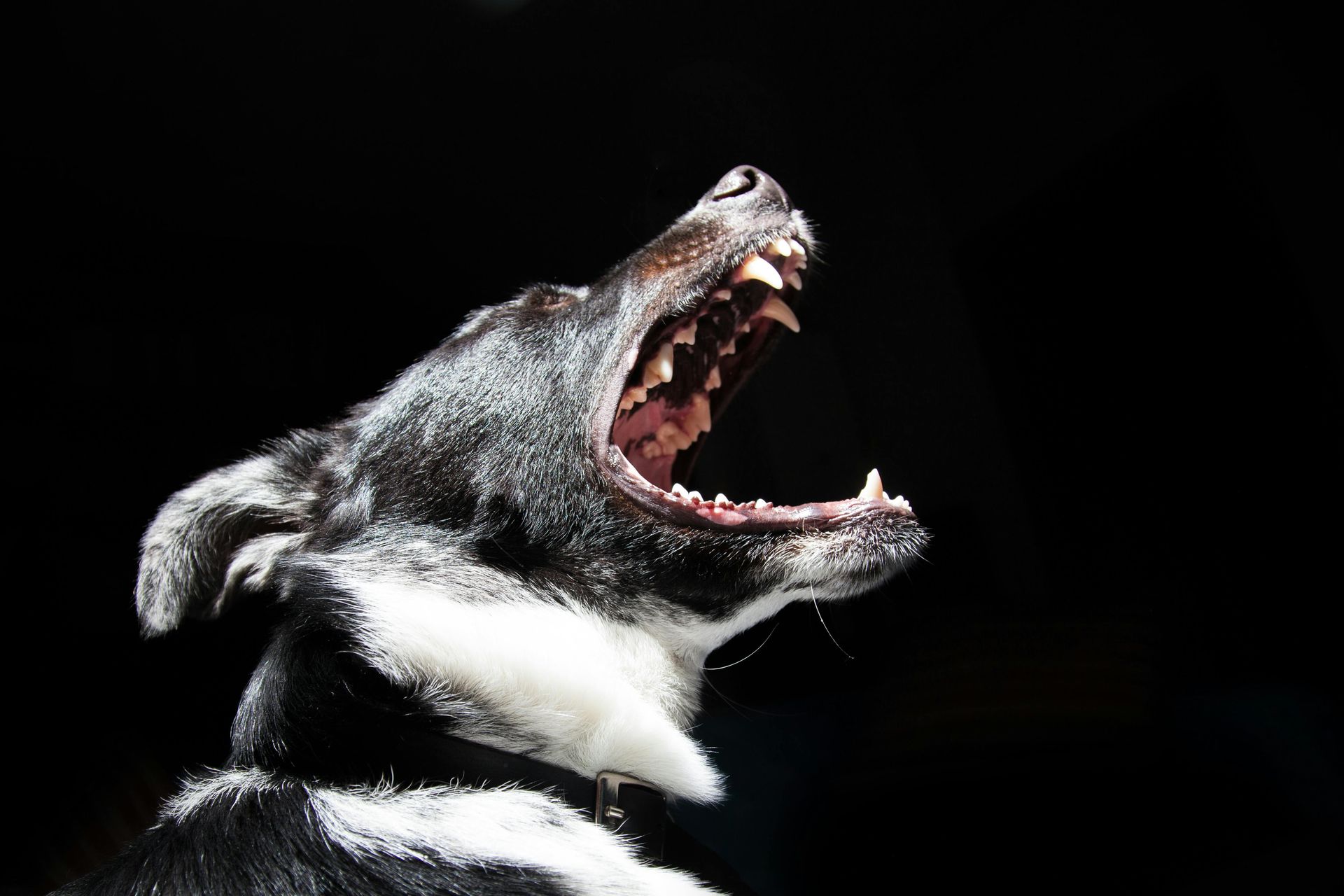 A black and white dog is snarling with its mouth open.