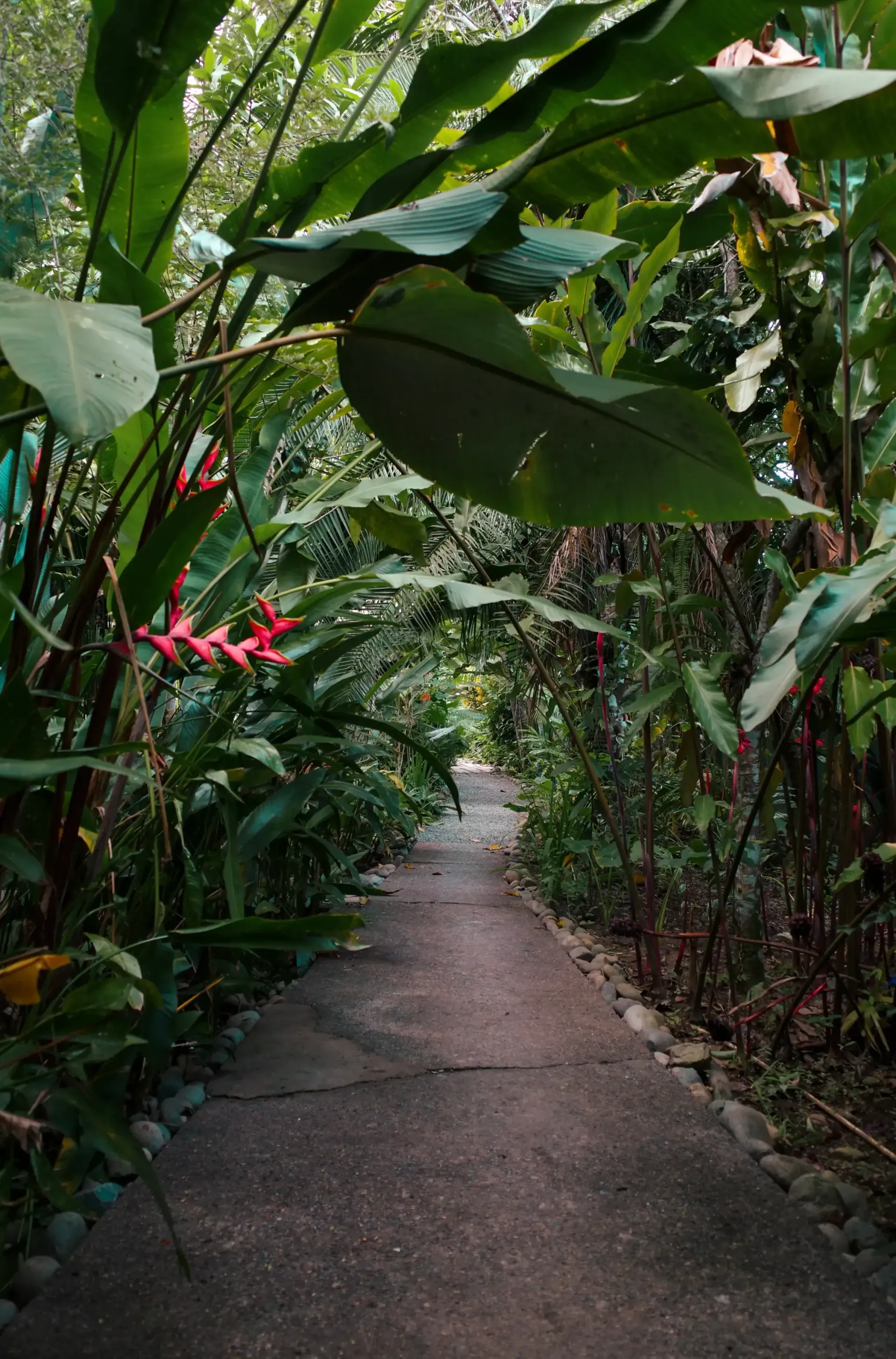 Stone path through lush green jungle foliage.