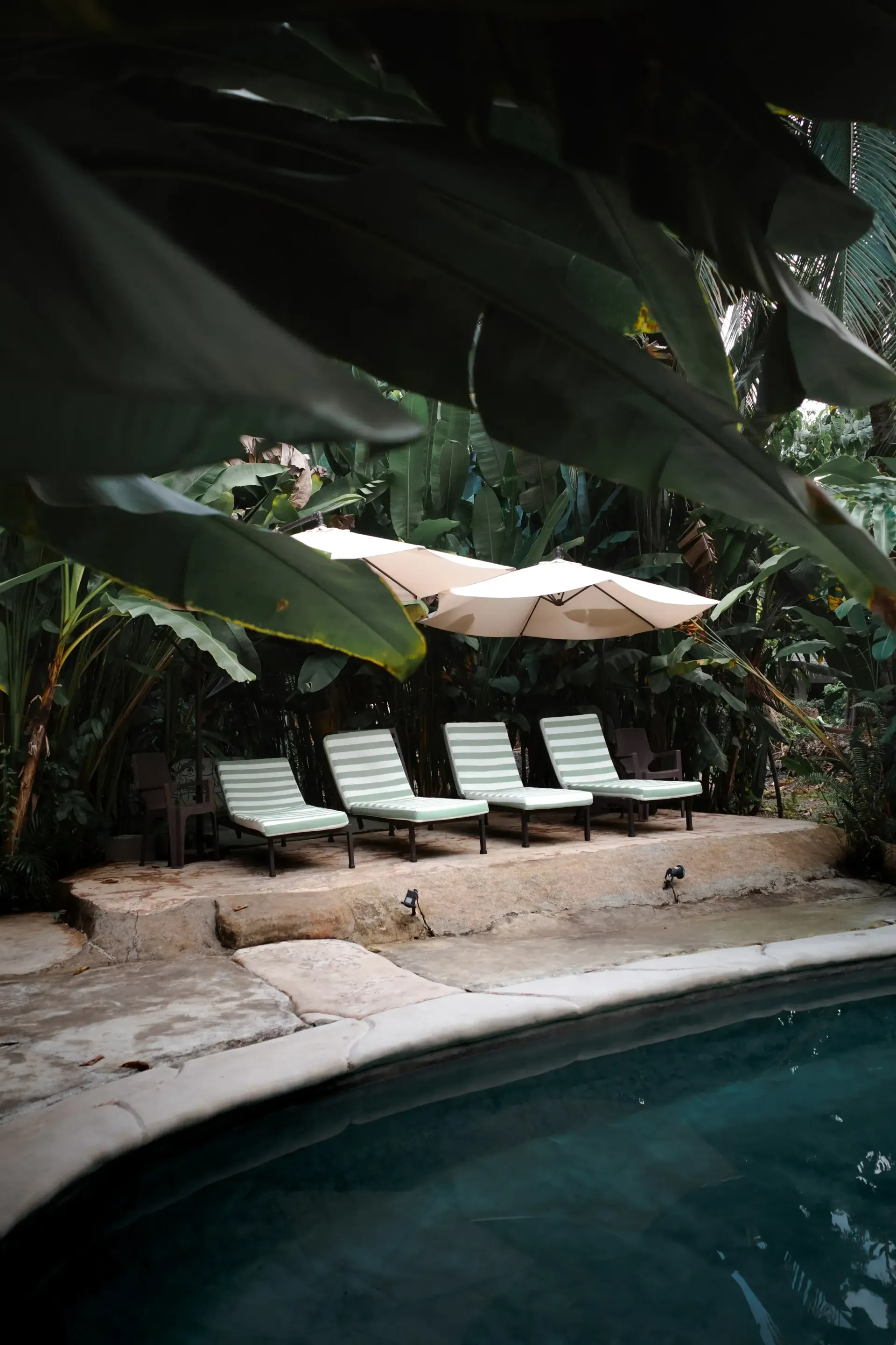 Poolside with four green-striped lounge chairs under a white umbrella, surrounded by lush foliage.