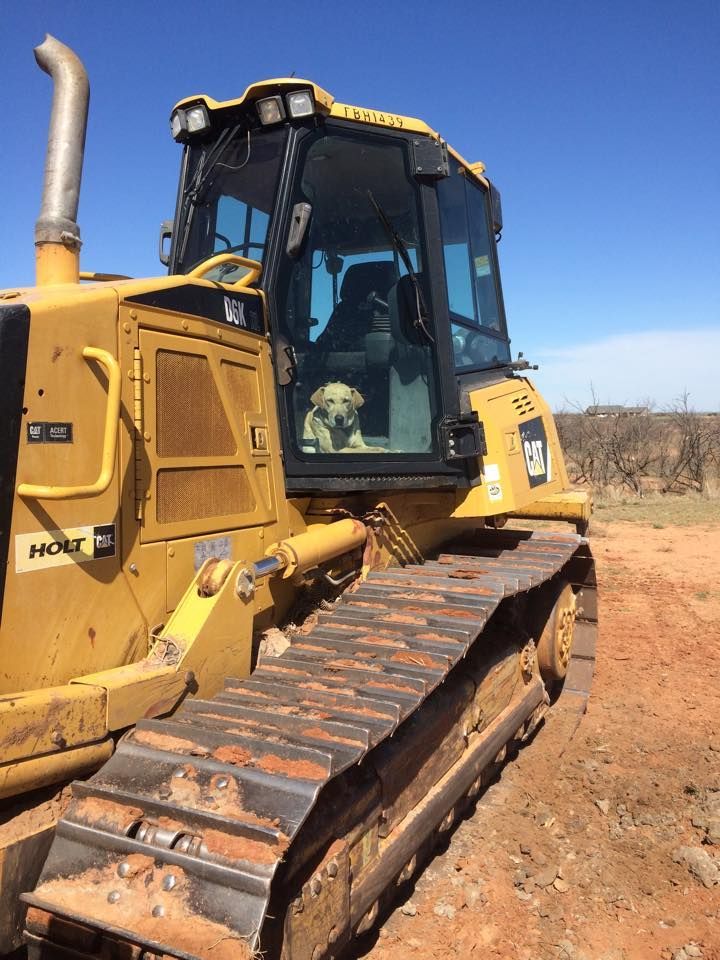 Yellow bulldozer with a dog sitting in the driver's seat on a sunny day.