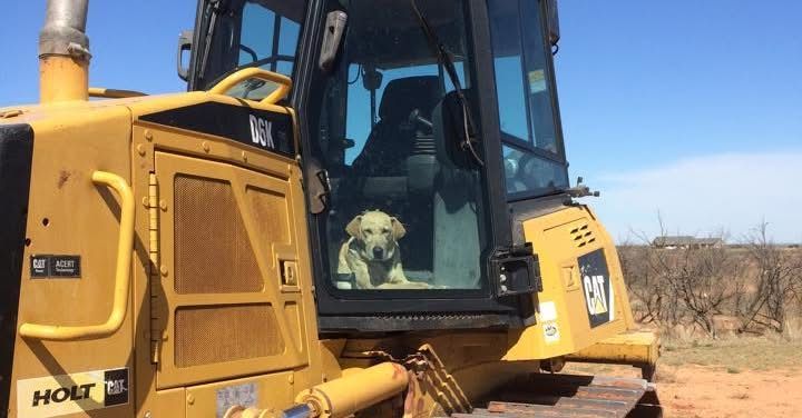 Yellow Labrador dog sits inside the cab of a large yellow bulldozer.