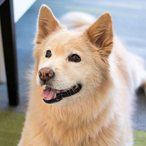 Sam the dog