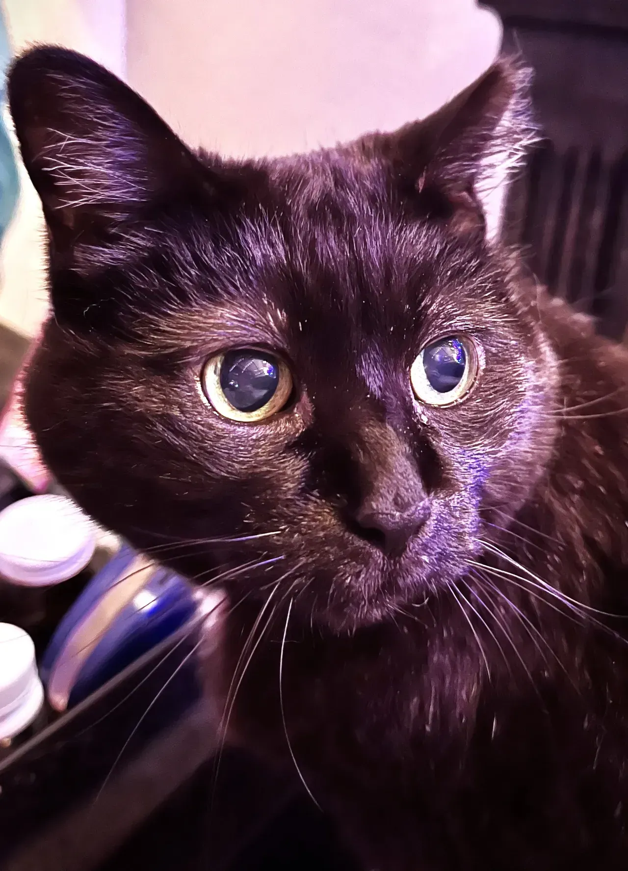 A close up of a black cat with blue eyes