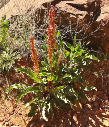 A small plant with red flowers is growing in the dirt