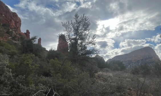 A landscape with trees and mountains in the background
