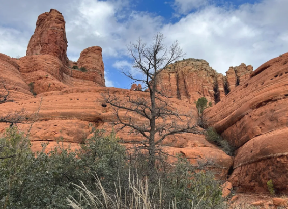 A tree stands in the middle of a canyon surrounded by rocks.